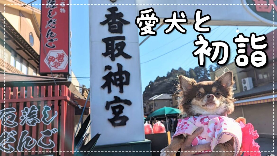【チワワの休日】今年は着物を着て初詣に行ってきた！＆今月もあの日がやってきました...【チワワ】【チョコタン】