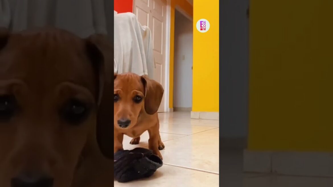 Cachorro encanta web por ver sua própria imagem pela primeira vez #shorts