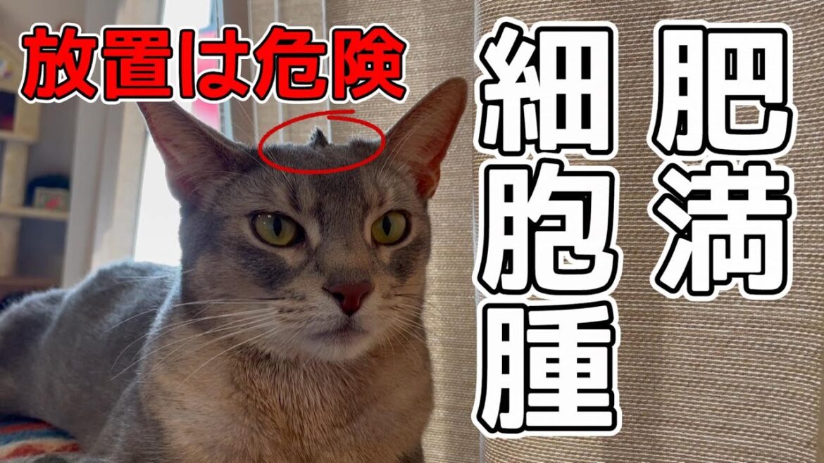 猫アビたんの頭にしこりが見つかりました【肥満細胞腫】 猫アビたんの頭にしこりが見つかりました【肥満細胞腫】