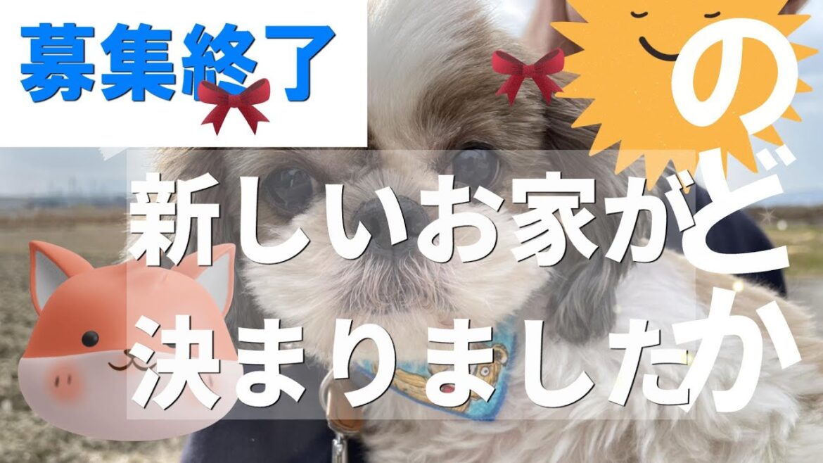 【募集終了】里親様が決まりました♡のどか♀　犬 　シーズー