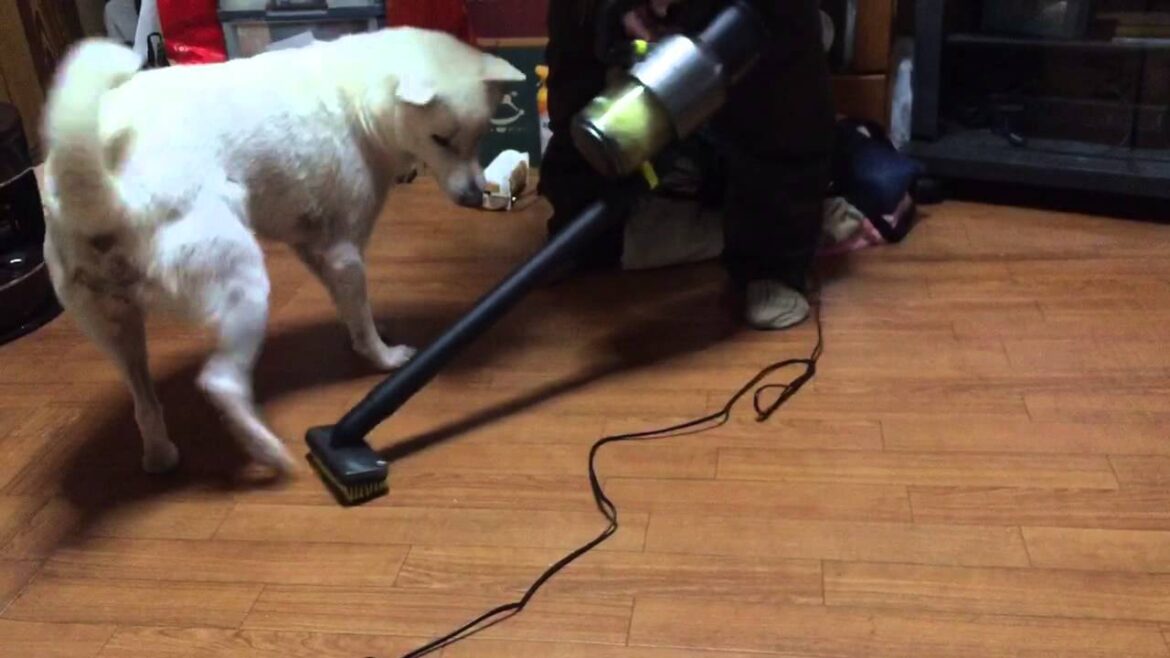 紀州犬 掃除機と遊ぶ -Kishu dog playing with vacuum cleaner-