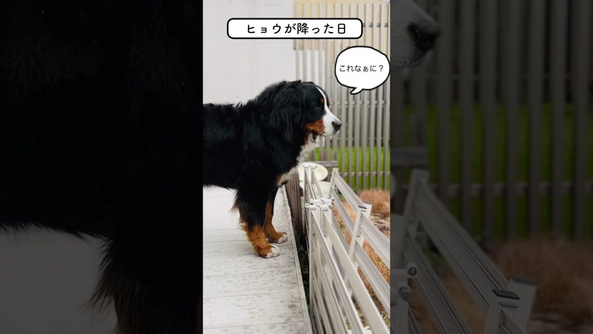 初めてヒョウを経験したバーニーズマウンテンドッグ