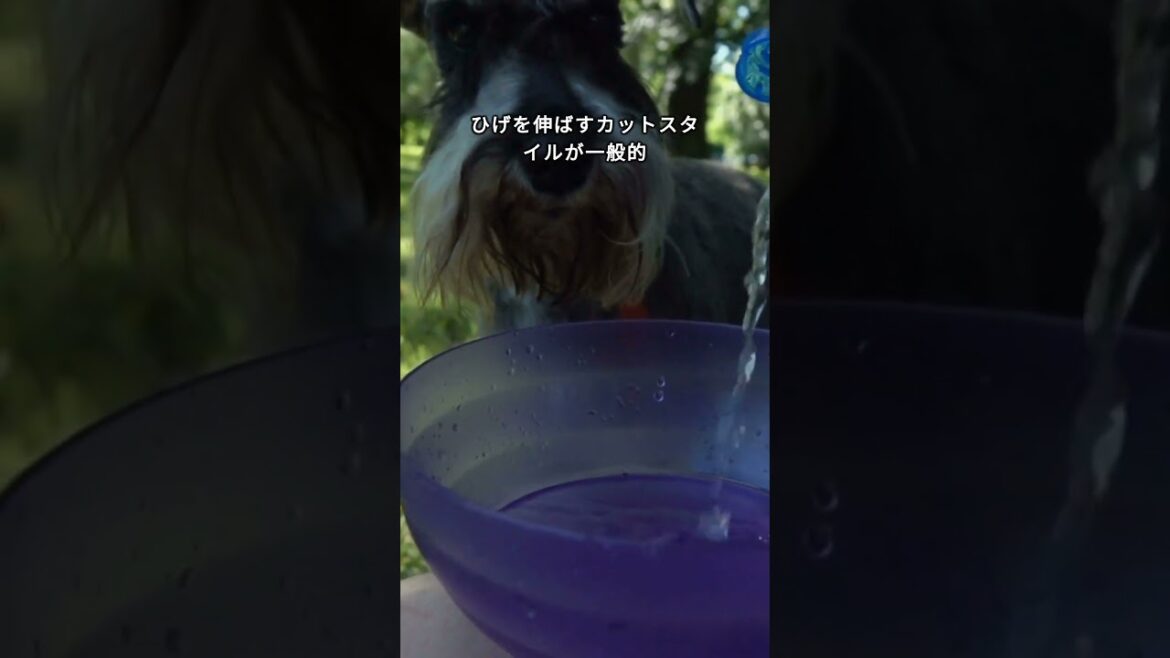 【可愛い犬】シュナウザー 豆知識　Schnauzer Trivia　 #dog #shibaken #goldenretriever
