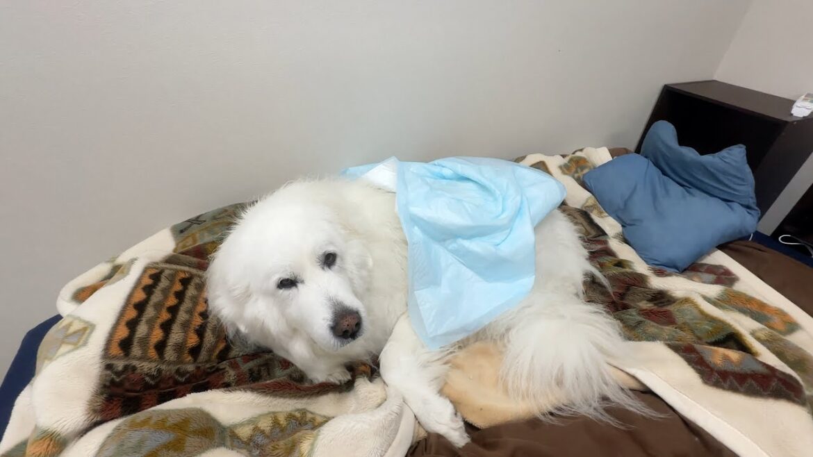 雨の週末暇してる飼い主に仕事を与えてくれる愛犬たちです