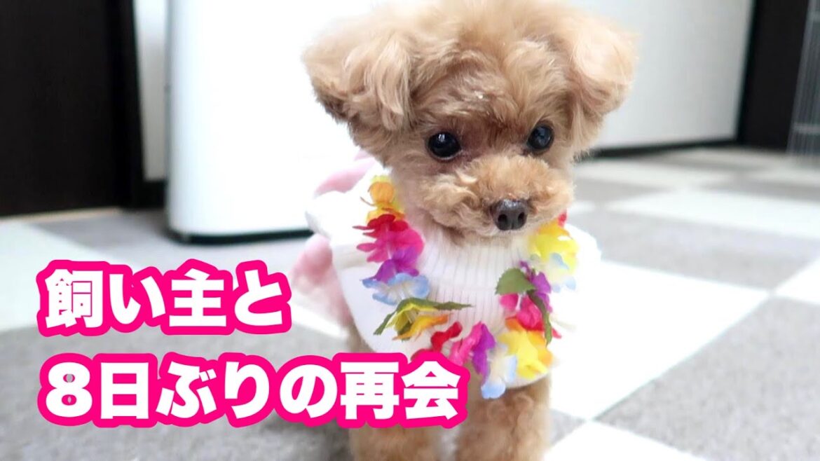 8日ぶりに会った愛犬の反応は！？（ペットホテルでの映像あり）【トイプードルのコロン】