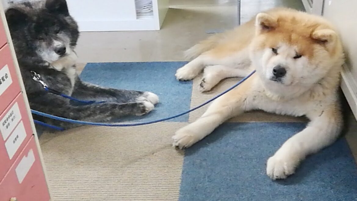 秋田犬会館配信！