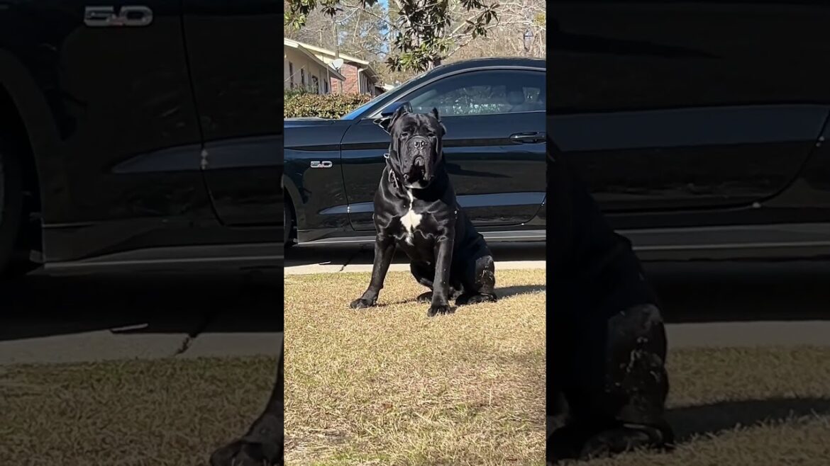 Italian  Cane Corso