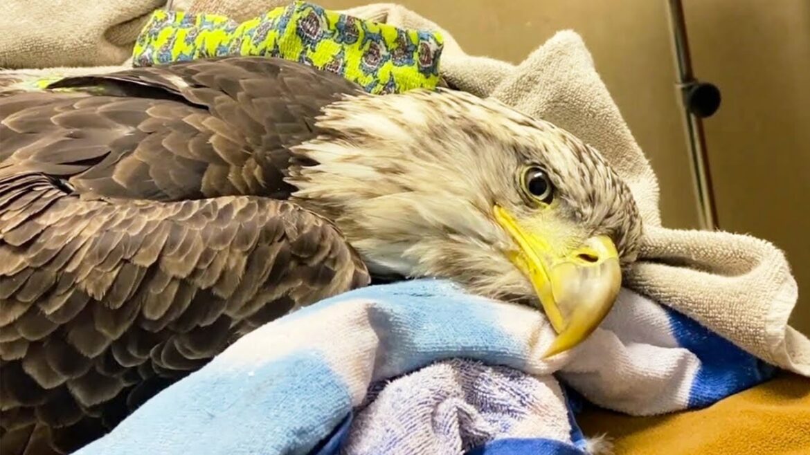 海に落ちて瀕死の母ワシを助けた男。その後、2羽の子ワシが発見され、救助された鷲一家は驚くべき恩返しをした【感動】