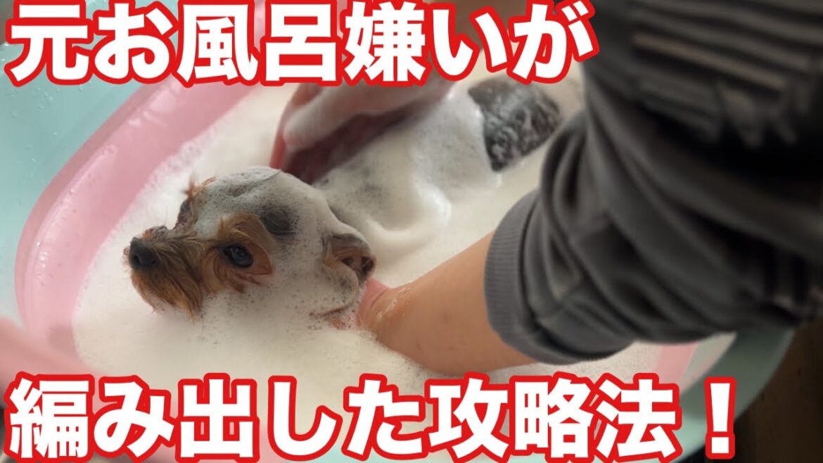 お風呂が苦手だったヨーキーが自ら編み出した攻略法！？（ベルちゃん）