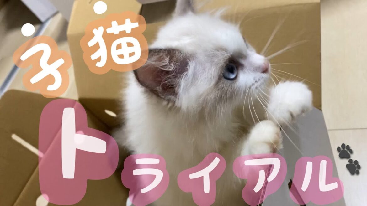 生後3ヶ月のラグドールをトライアルしてみた 生後3ヶ月のラグドールをトライアルしてみた