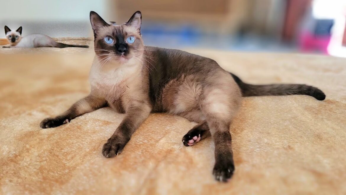 「回って」と２回頼んだら３回まわってくれたシャム猫💃＋おまけ🎥