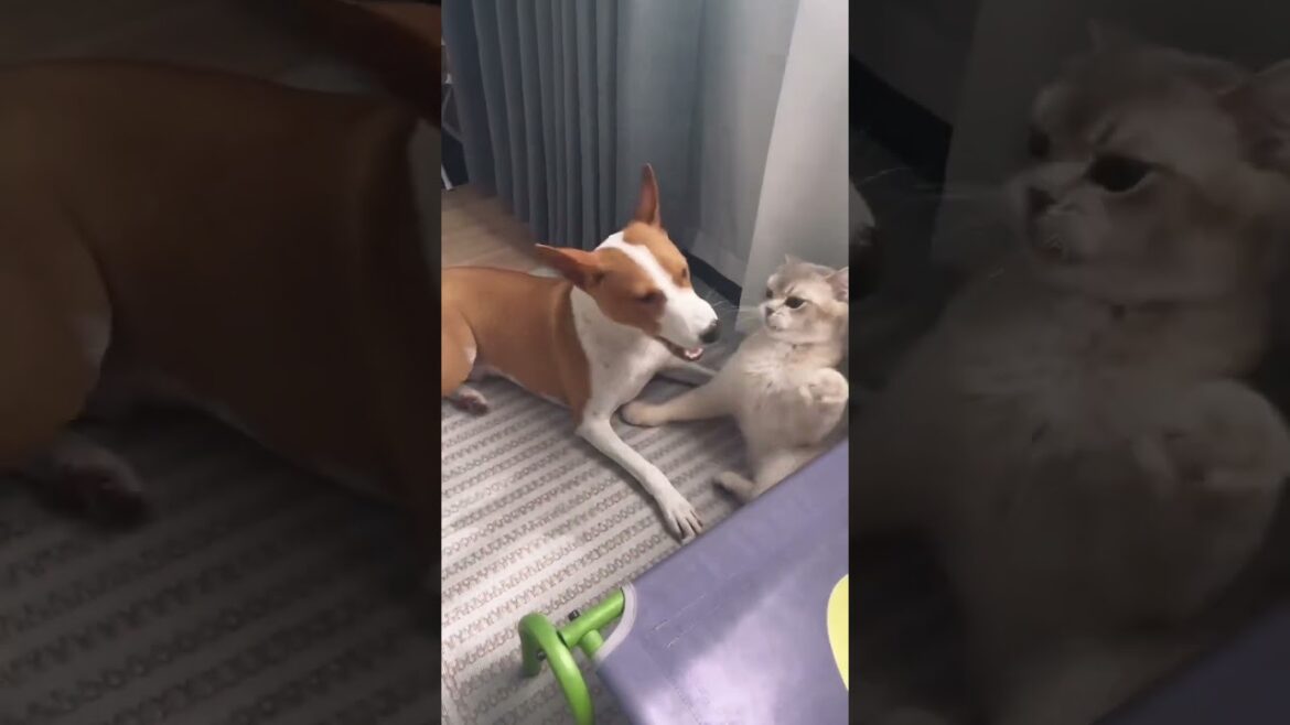 Khám Phá Thế Giới Độc Đáo của Chó Basenji!  #basenji #độcđáo #trảinghiệmthúvị