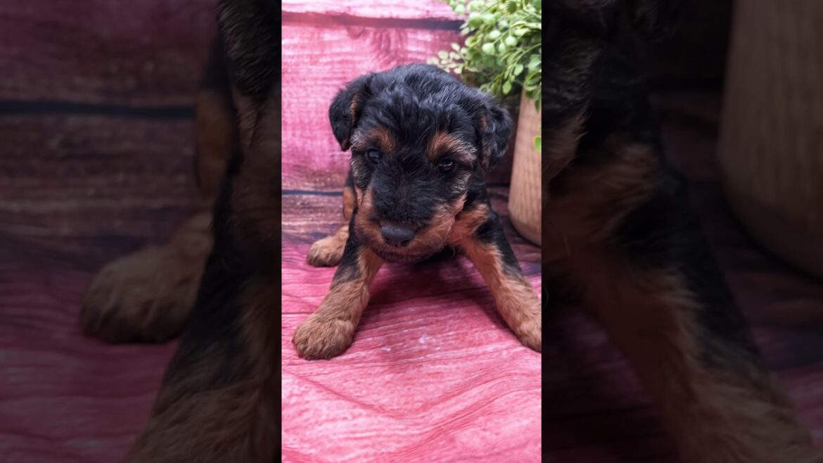 Modeling for the camera #welshterrier #puppy