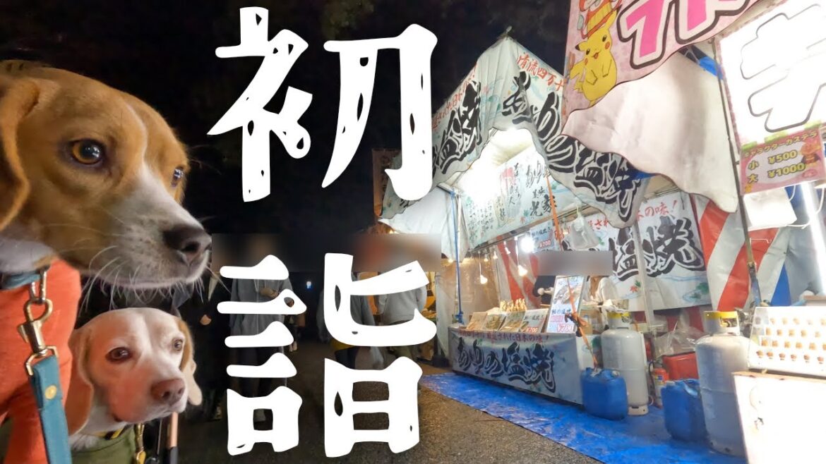 【Vlog】ビーグル３匹と初詣に行ってきたよ。の巻