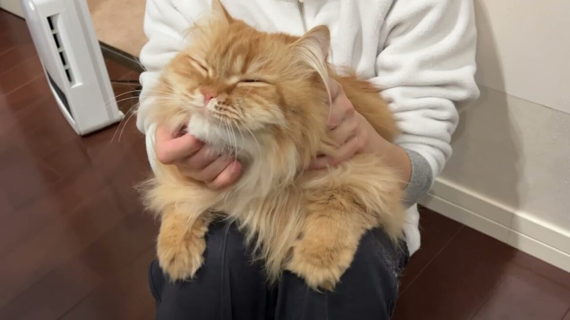 飼い主が一人になると近付いて甘えてくる猫【サイベリアン】