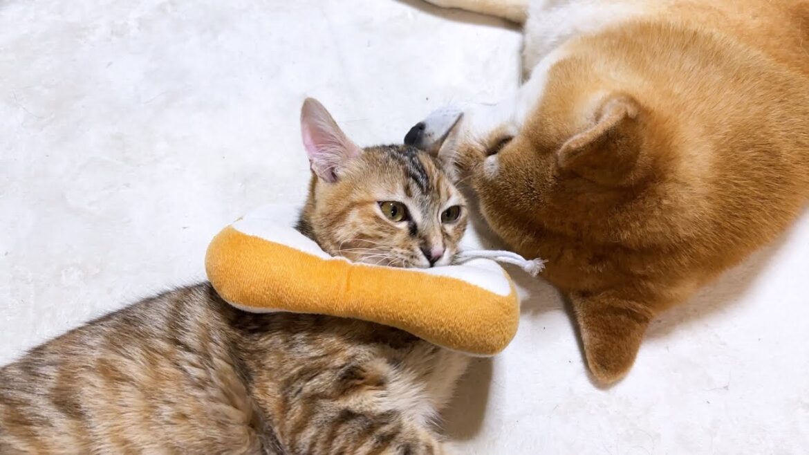 怖がりな子ども猫が手術後、柴犬にたくさん甘えました