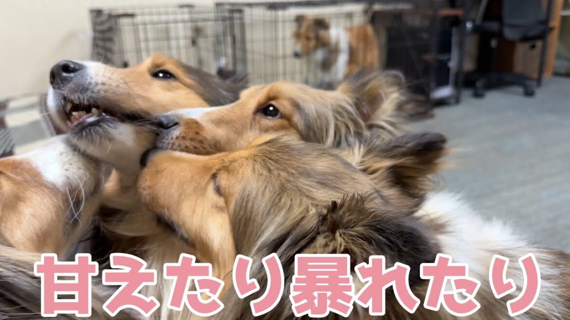 【シェルティ】甘えたり暴れたり🐾【楽しいね】 【シェルティ】甘えたり暴れたり🐾【楽しいね】