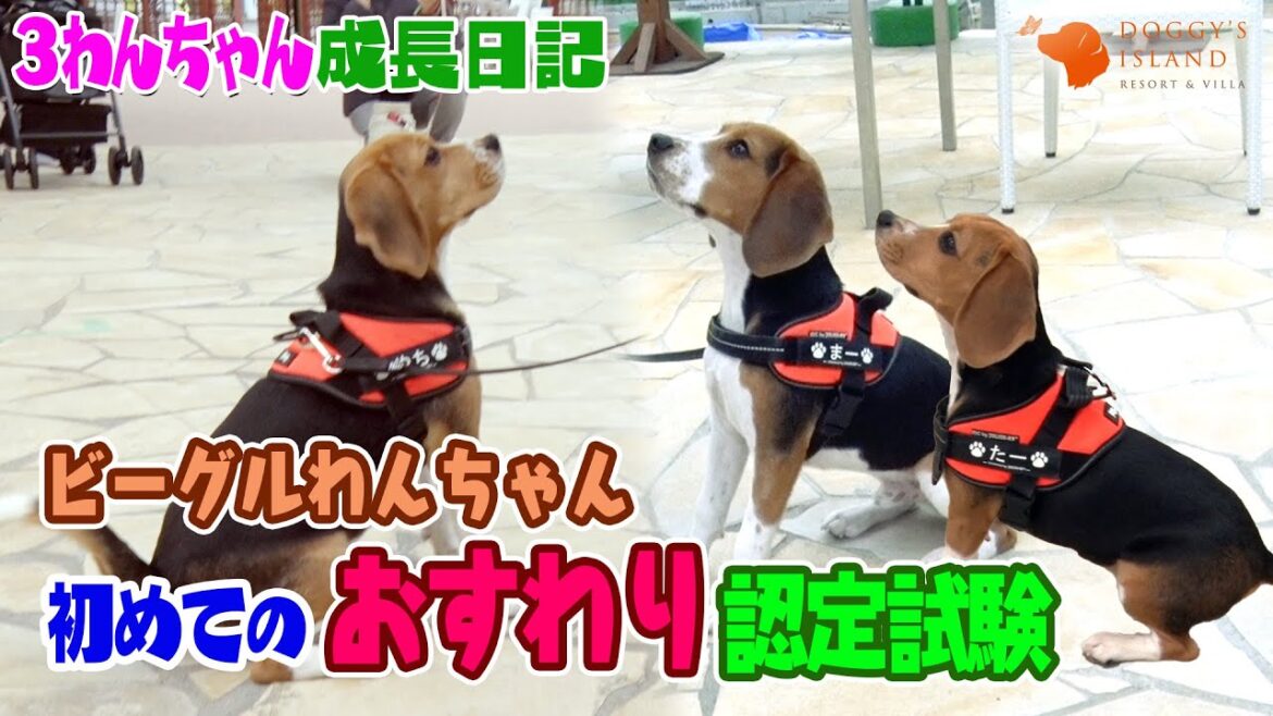 ちゃんとおすわりできるかな‼️初めての認定試験に挑戦【ビーグル子犬成長日記】
