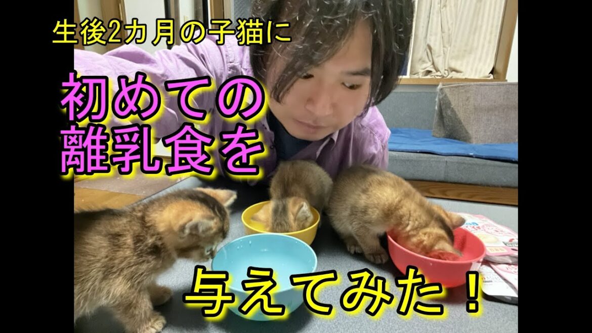 生後2カ月の子猫に初めての離乳食を与えてみた！