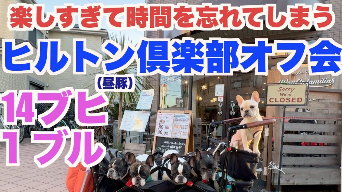 ブヒブルだらけのオフ会 【 フレンチブルドッグ french_bulldog 】 所沢航空公園 Dog cafe WanCo familiar  ワンコファミリア