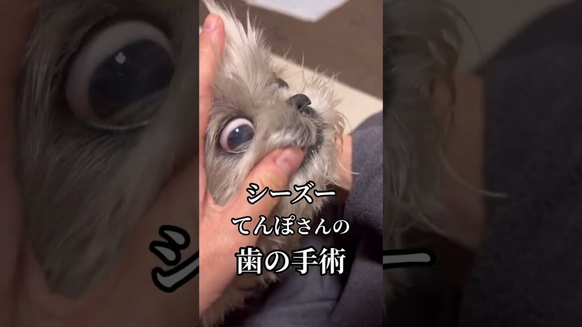 シーズー犬てんぽさん歯の手術をする。