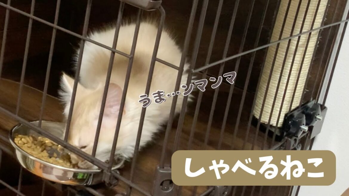 しゃべる猫「美味い」【トイプードルのもなか】