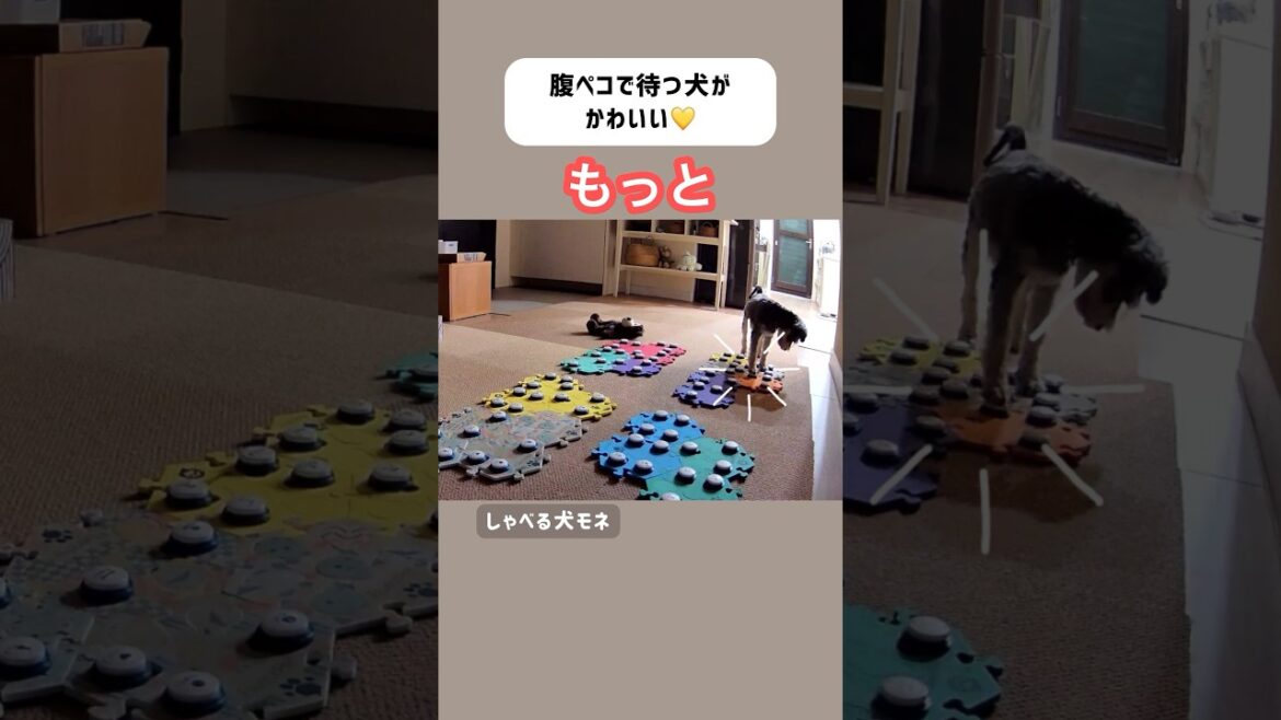 ごはん完成をワクワク待つ犬　#ミニチュアシュナウザー #しゃべる犬 #会話ボタン