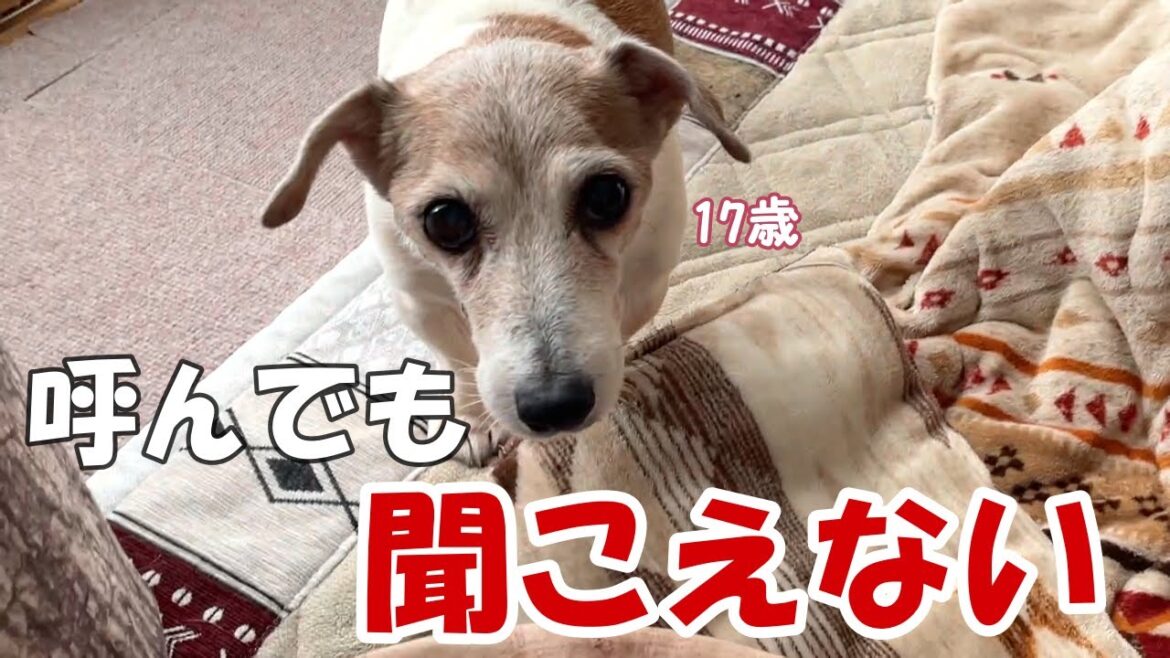 【17歳シニア犬】後ろから呼ぶ声は大きくてもほとんど聞こえなくなりました