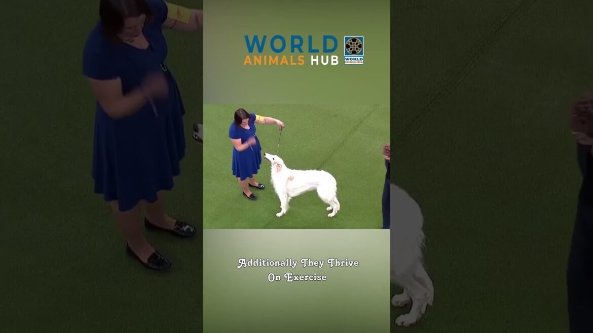 Afghan Hound 🐶 One Of The Most Expensive Dog Breeds #shorts_videoes