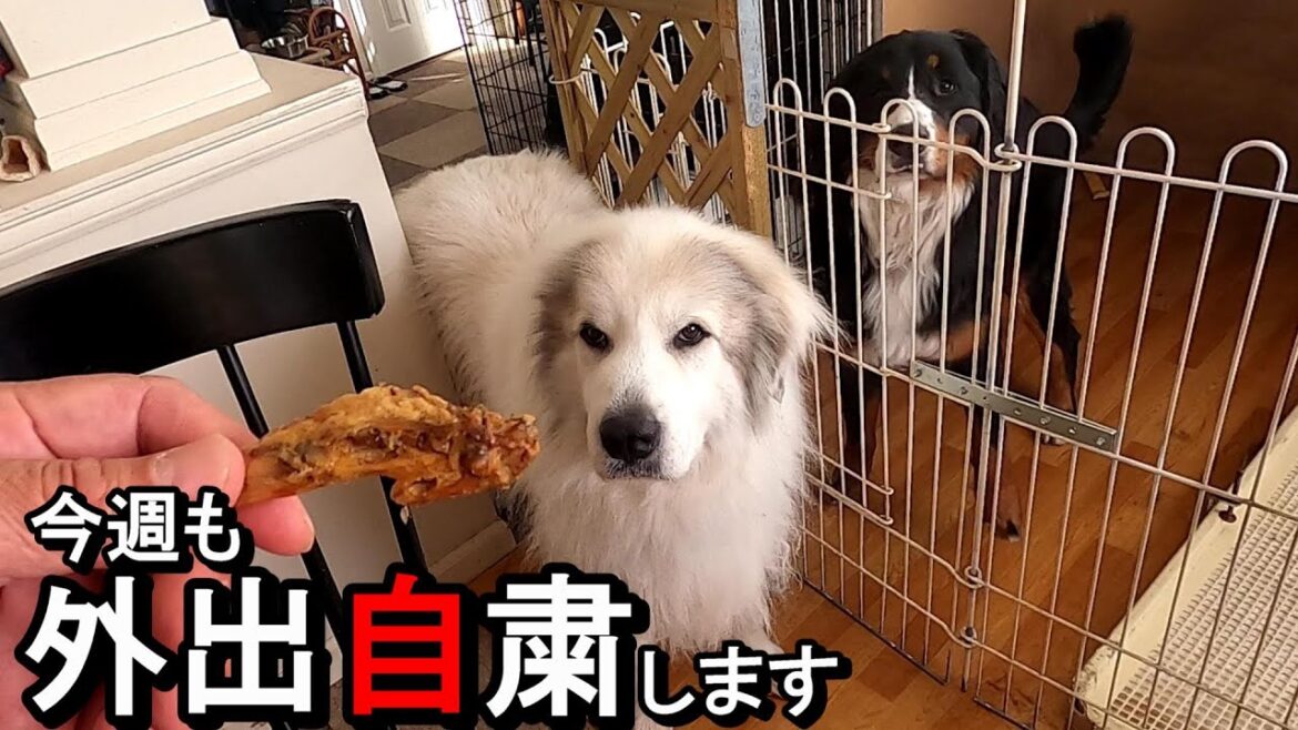 【ラム＆ピコ】2週連続で外出自粛