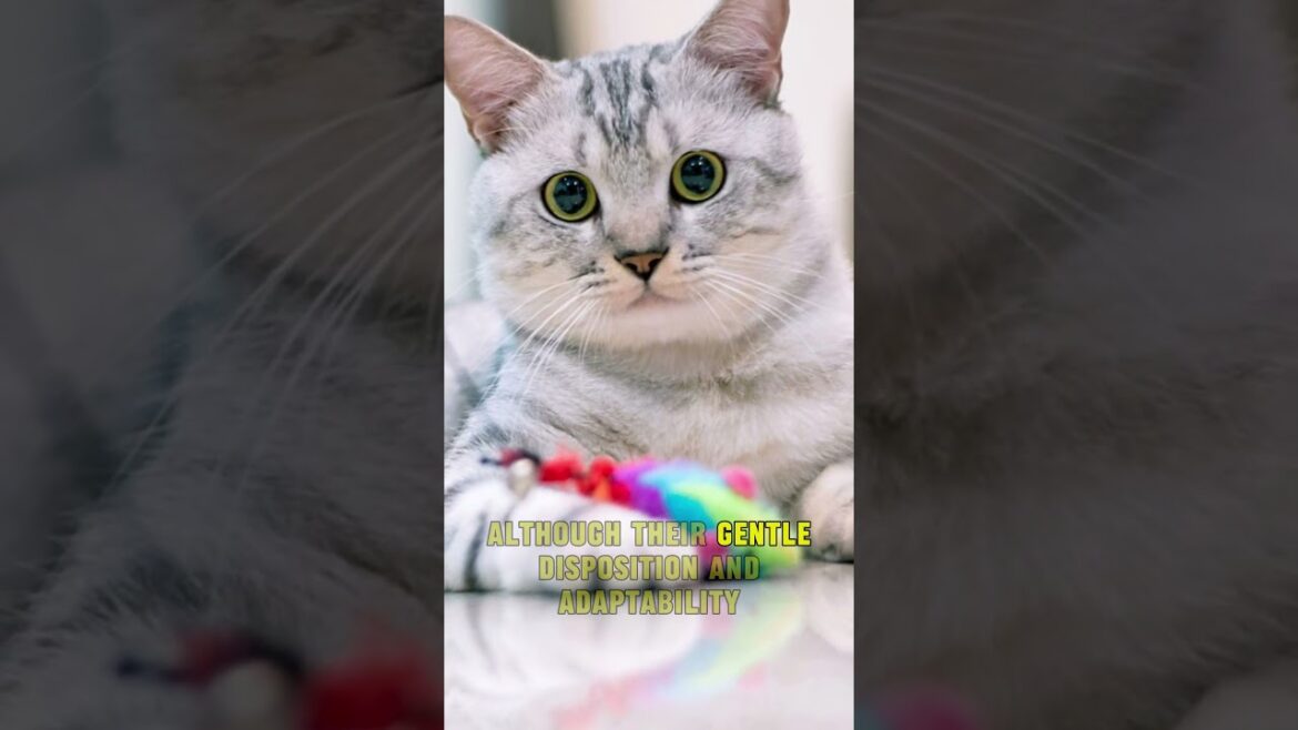 Unveiling the Charming American Shorthair!
