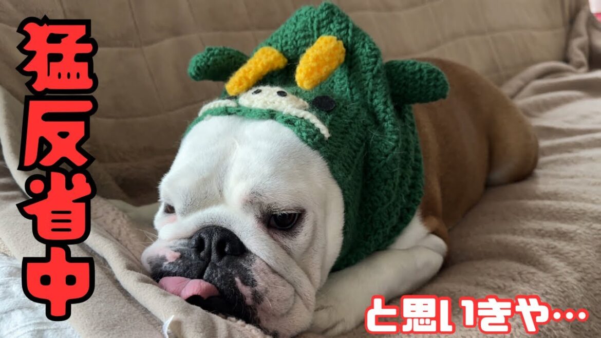 【おはぶる】同一犬物とは思えないほど、突然変貌するブルドッグw