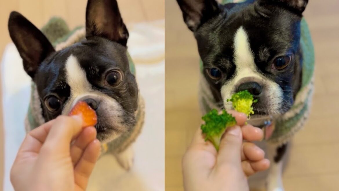 お裾分けに喜ぶ愛犬【ボストンテリア】