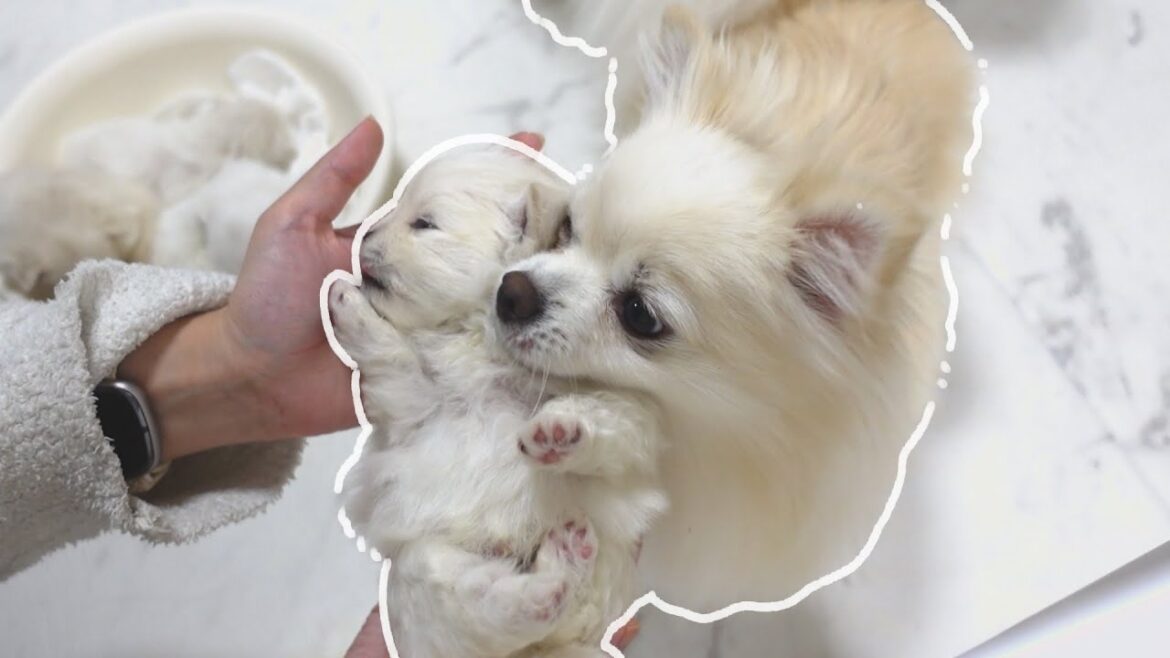 すくすく成長するポメラニアンのあかちゃん【生後11日目～21日目】