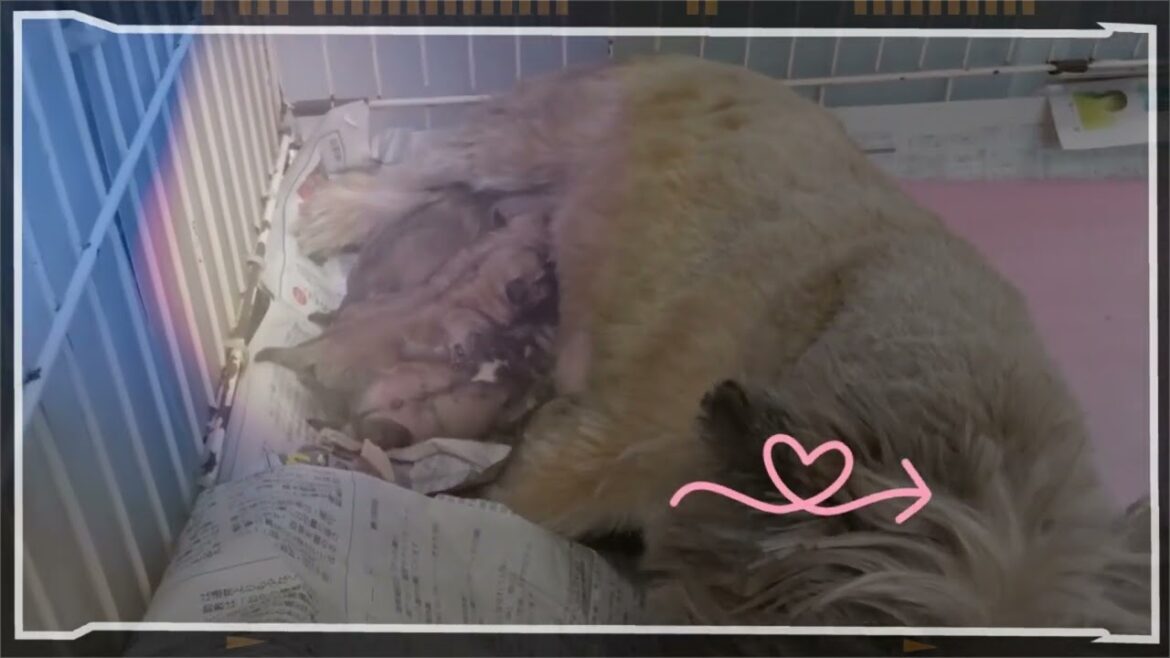 ケアーンテリア誕生！2024/1/8生まれ　#ケアーンテリア #パピー #ブリーダー #dog #トト #オズの魔法使い #ペットショップ