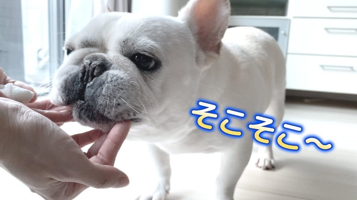 かゆい所に手が届く！ママのゴールドフィンガーでかいかい直撃～【フレンチブルドッグ frenchbulldog】