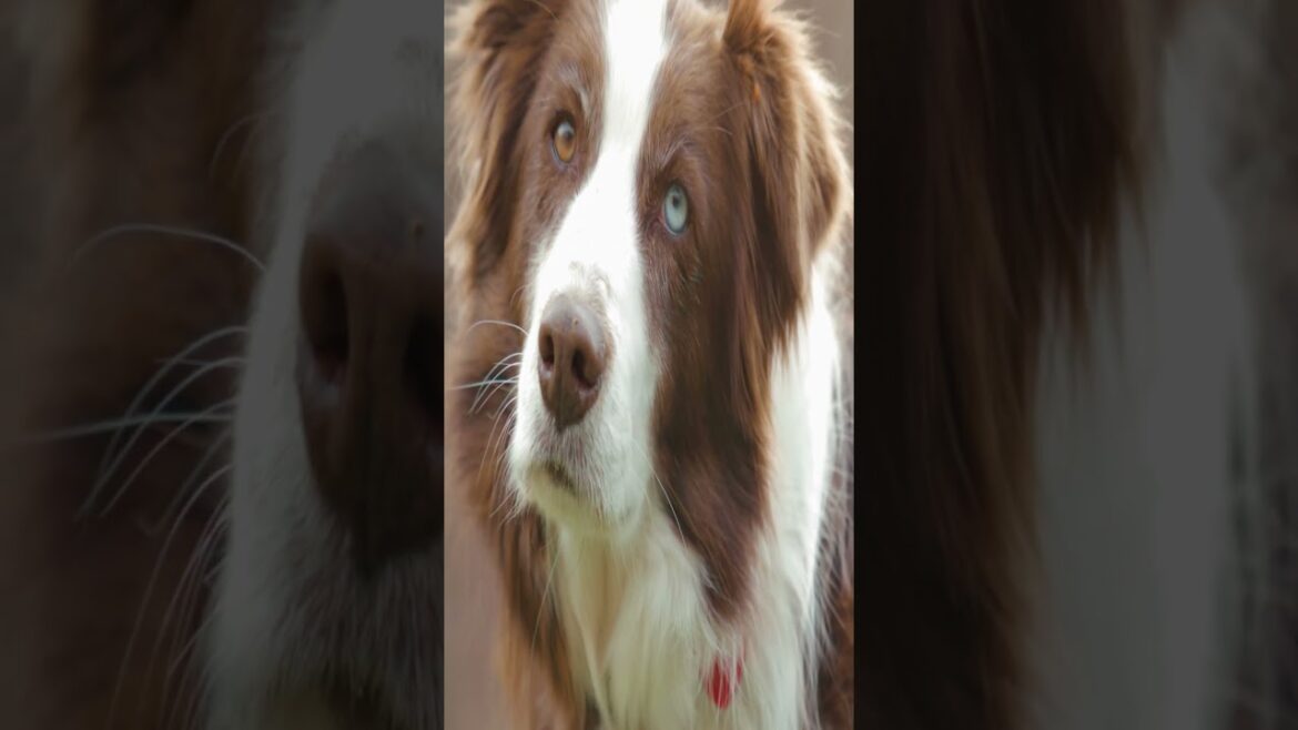 ¿por que mi perro rasca su cama antes de dormir?  explicación  #dog #mascotassanas  #gatos