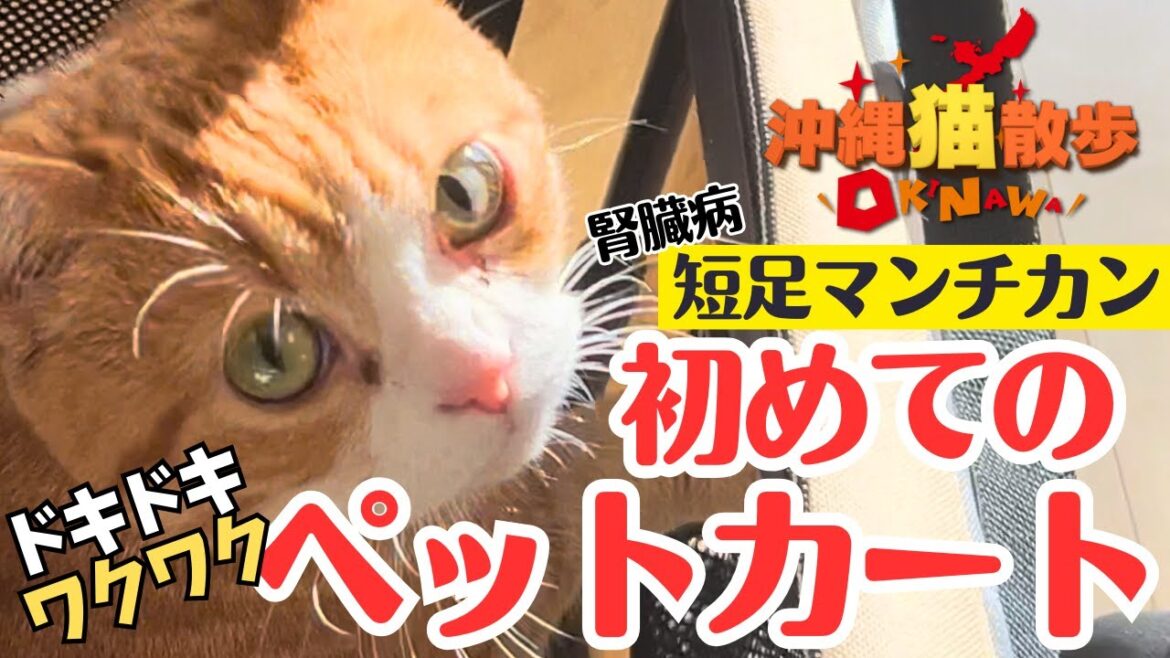 【腎臓病の短足マンチ】初めてのペットカートにドキドキワクワク♪最後に猫がお手します！