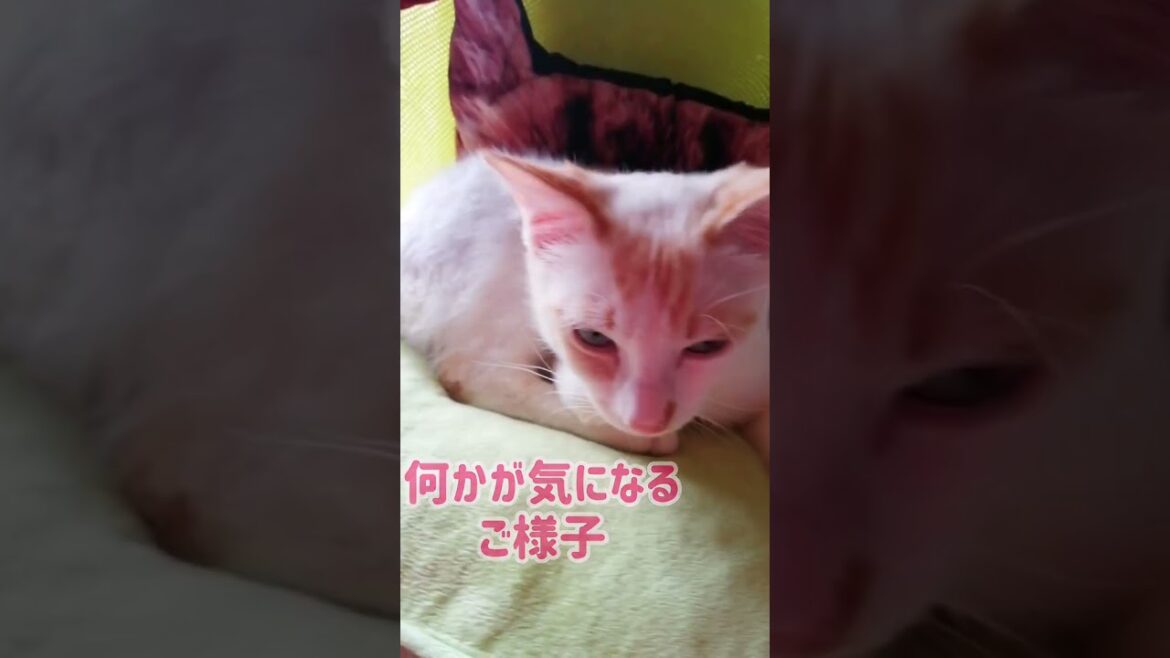 【ねこ動画】眠たげ子猫ゆきちゃんの目線の先には？ #shorts #猫 #子猫