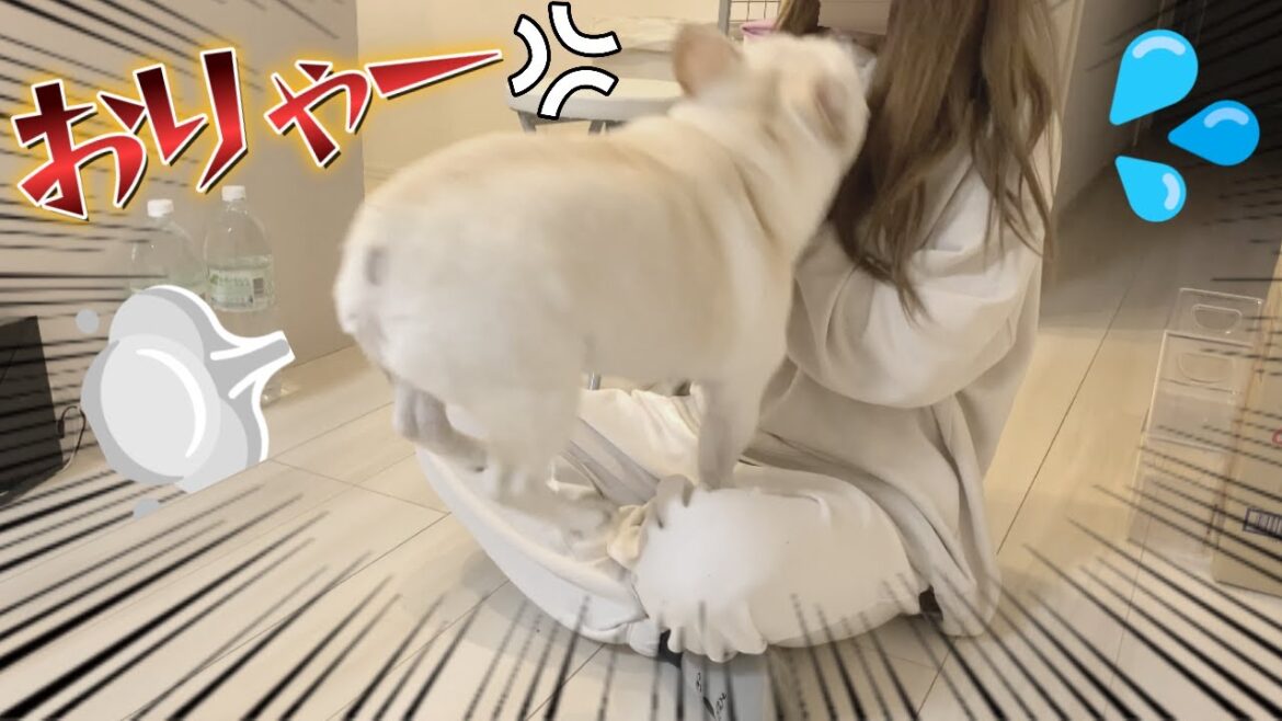 うりぼーにぶちのめされました…いたい…【フレンチブルドッグ frenchbulldog】