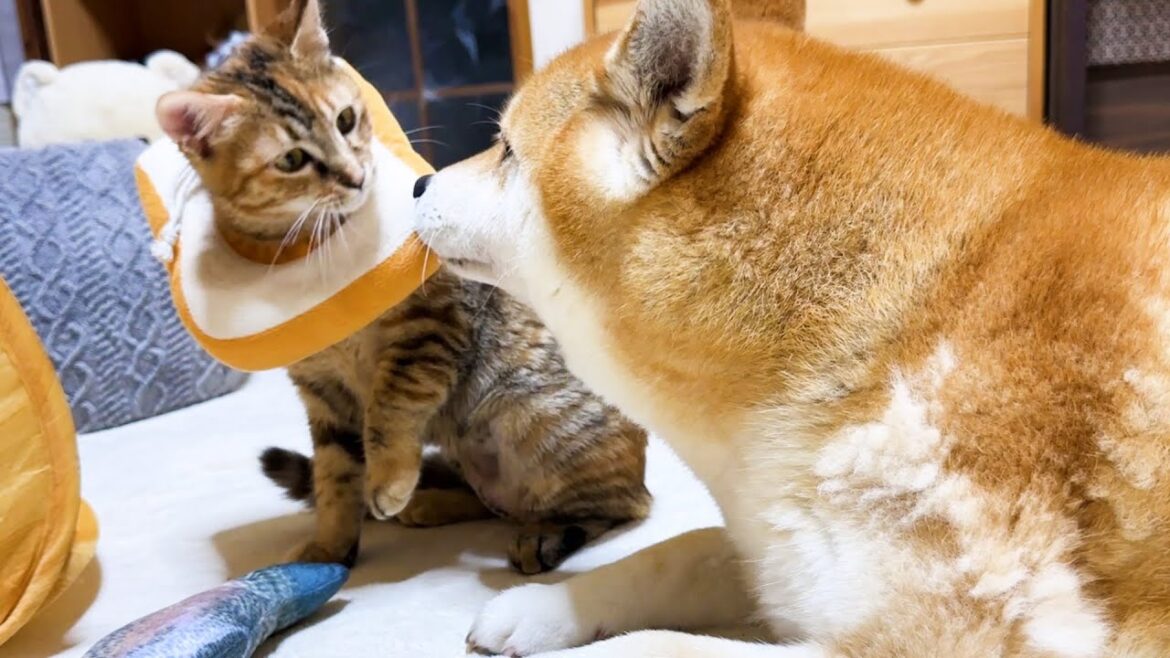 遊びたい気持ちよりも子ども猫を優先する優しい柴犬