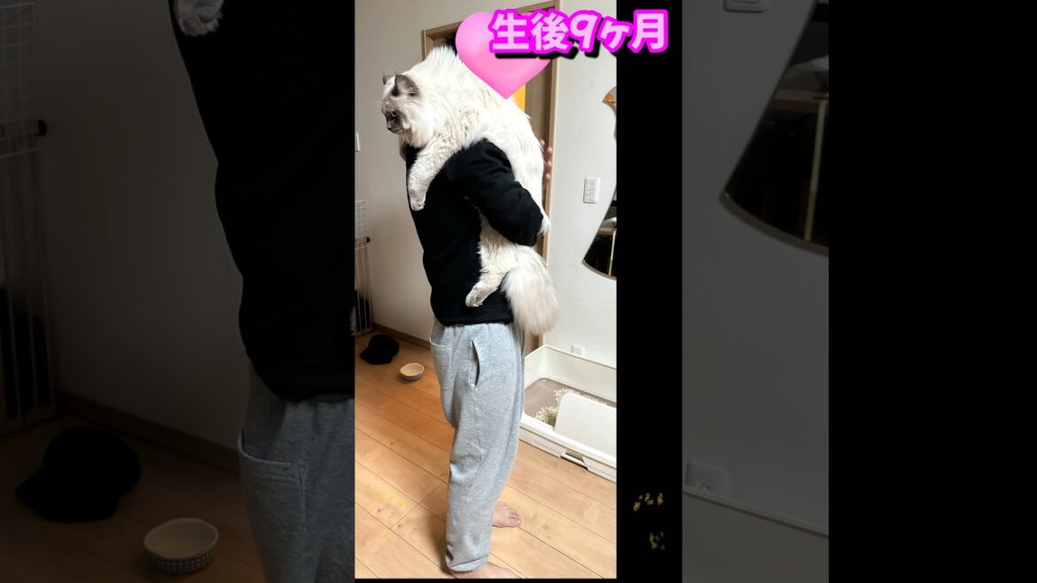 ビックリ仰天　サイベリアンはこんなに大きくなります　大型猫種のもふもふ子猫　まだまだおおきくなるよ　#shorts