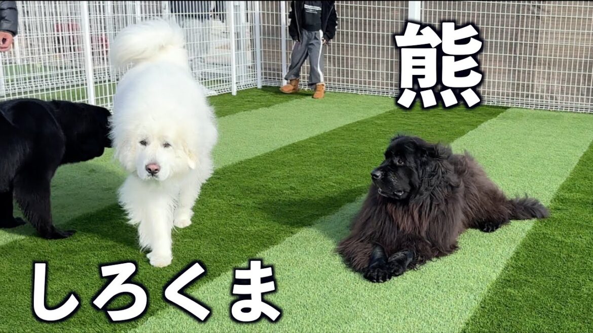 ドッグカフェDagにくま（ニューファウンドランド）としろくま（グレートピレニーズ）が現れました