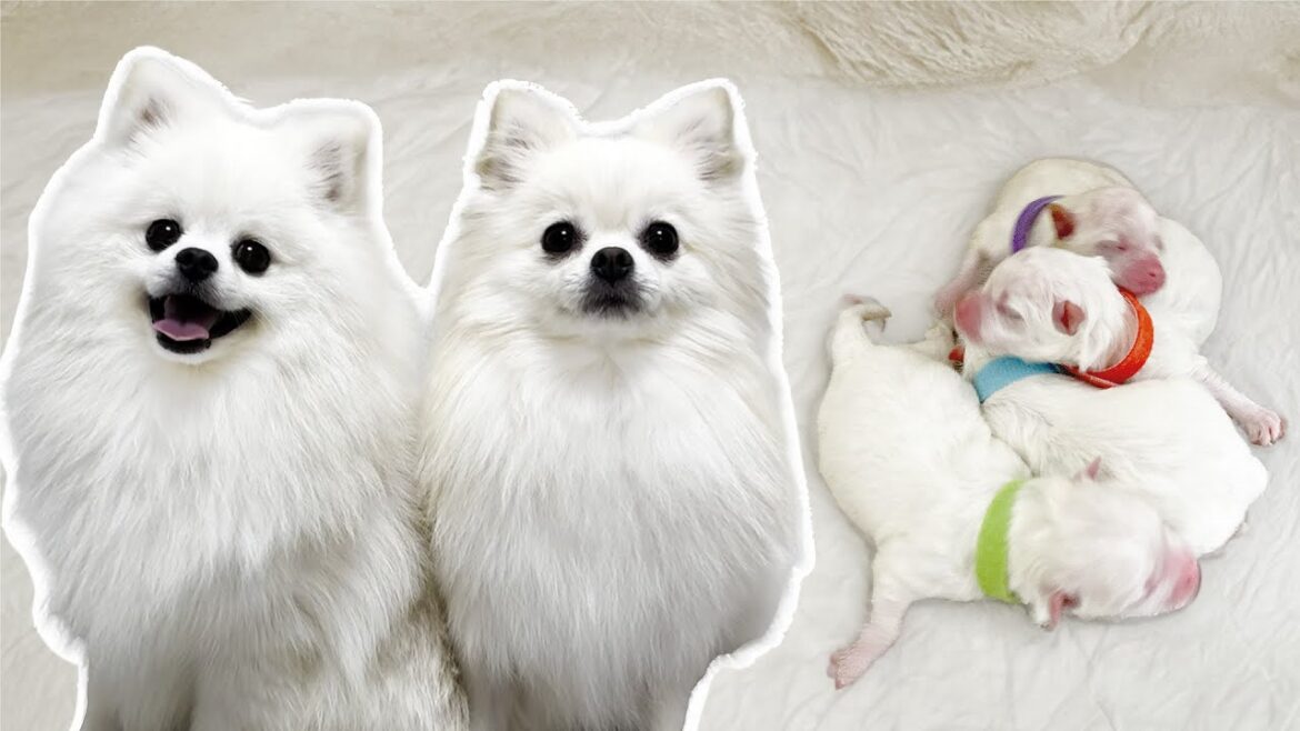 ポメラニアンの赤ちゃんが産まれました！【生後１日目～１０日目】