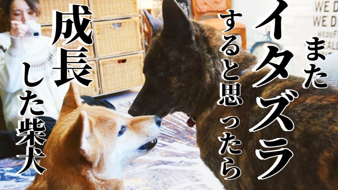 【感動】姉犬の教育の賜物!柴犬のイタズラで穴あきのカーペットを新調してみたらまさかの行動に!!【柴犬・甲斐犬】 【感動】姉犬の教育の賜物!柴犬のイタズラで穴あきのカーペットを新調してみたらまさかの行動に!!【柴犬・甲斐犬】
