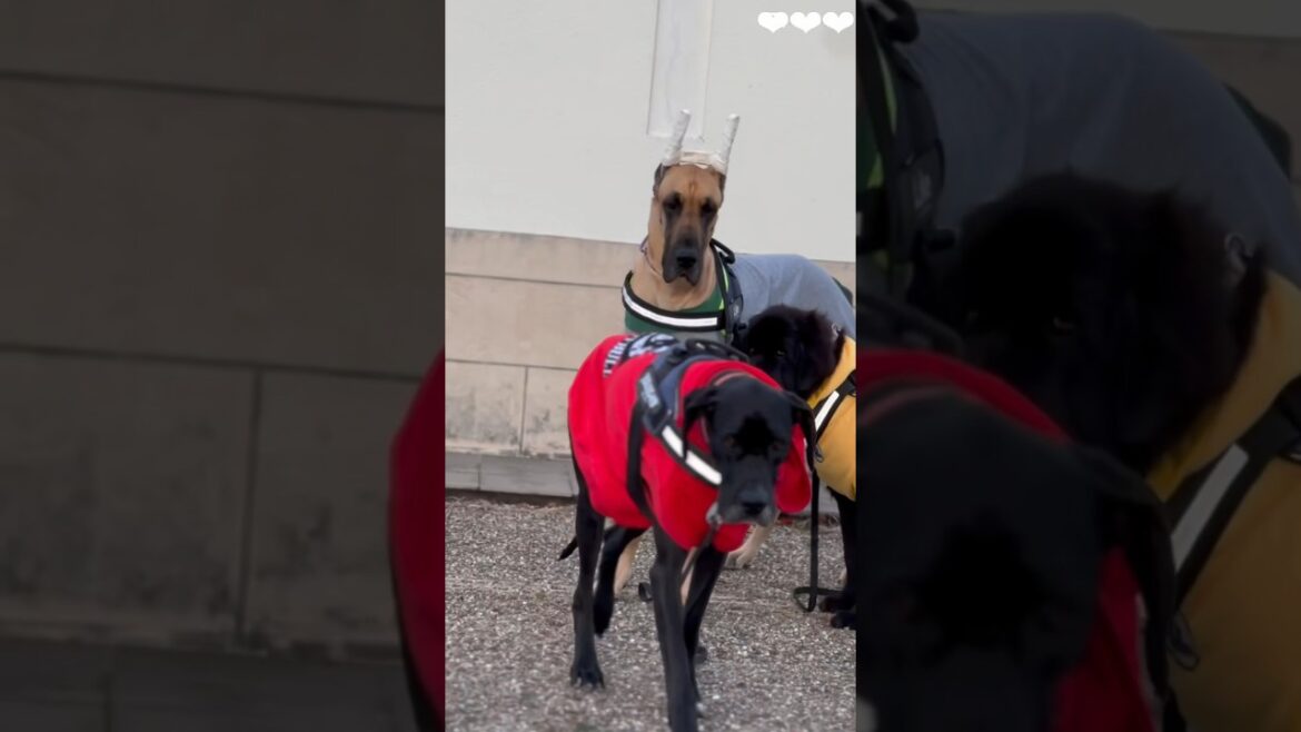 超大型犬 グレートデン ニューファンドランド 多頭飼育 ブラックピットブル ユリウスK9 ハーネス リード お揃い 犬好き 猫好き 保護猫 動物との暮らし 渡辺ボス