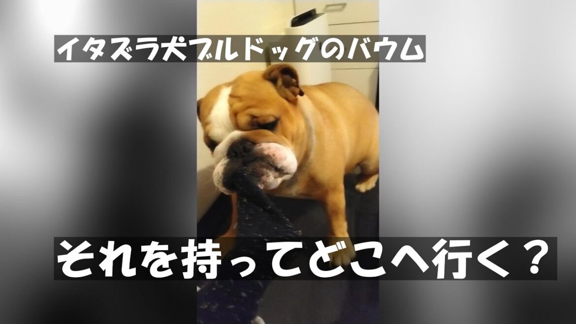 泥棒犬のブルドッグのバウムよ、反省してるのか？かわいい犬がそれを持って何をする？
