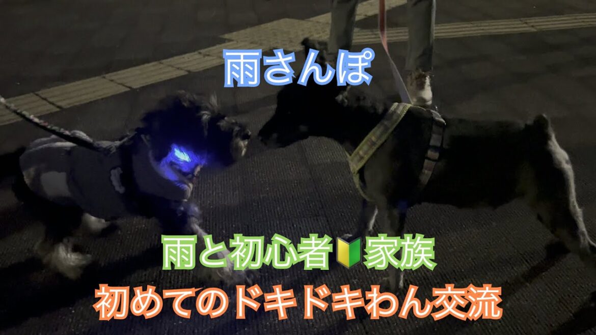 雨さんぽ、初めての交流。。【ミニチュアシュナウザー】 雨さんぽ、初めての交流。。【ミニチュアシュナウザー】