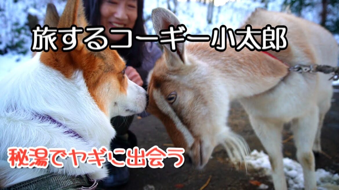 キャンピングカーで北海道を車中泊の旅をするコーギー小太郎。知内町の北海道最古の温泉でヤギのメイちゃんと出会う。