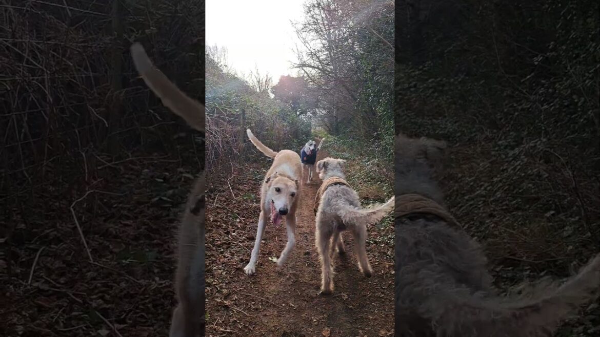 The pack, beddywhippets and collie greyhound. #dog #bedlingtonterrier #whippet #animals